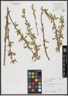 Foto von Salix acmophylla Boiss.